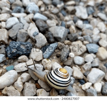  landsnails terrestrial pulmonate gastropod molluscs