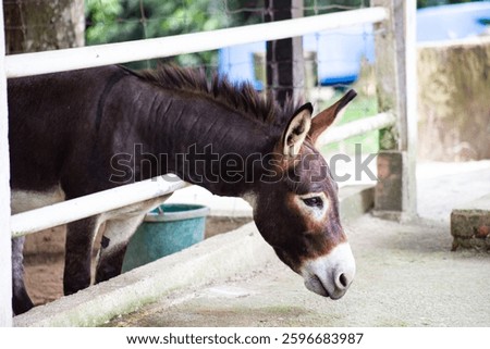 The mule is a domestic equine hybrid between a donkey and a horse.