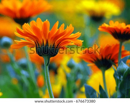 Similar – Image, Stock Photo sea of marigold blossoms