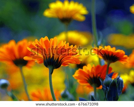 Similar – Image, Stock Photo sea of marigold blossoms