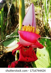 02/01/2020 Fresno, Tolima, Colombia Taken On A Farm In The Cerro Azul Village. A Beautiful Wild Banana Plant Being Pollinated By Little Angel Bees.