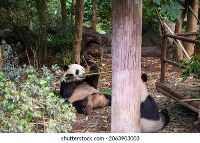 Zoo breeding. Chengdu research Base of giant Panda breeding.