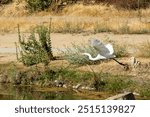 03 Sep 24, Yucaipa Regional Park, Egret taking flight by lake.