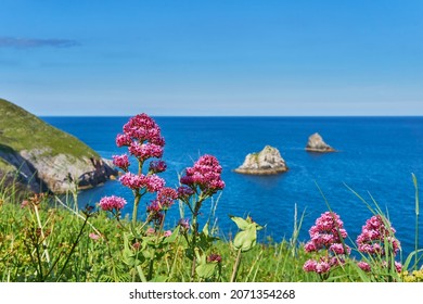 04 June 2021. Brixham, UK. Berry Head seaside view at Brixham,Devon,UK. flowers on cliff.