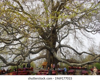 04.17.2012 Bursa, Turkey. an old big plane tree with a very large, majestic, gigantic trunk and long curved branches. a century-old memorial tree. Charming.