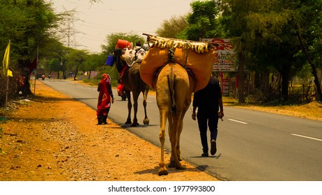 06 May 2021- Reengus, Sikar, India. Herd Of Camels Being Moved Along The State Highway Near Jaipur. Summer Season And Dry Weather In India.