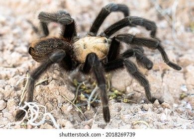 07-02-2021 Diablo Canyon, NM, USA Tarantula Close Up