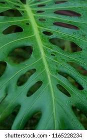 08/10/2018- Vannes, France; Green Tropical Plant Very Large By Its Size With Vertical Drops Of Water, Very Graphic With These Holes And These Contrasting Soft Lines