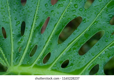 08/10/2018- Vannes, France; Very Large Tropical Green Plant By Its Size With Drops Of Water, Very Graphic With These Holes And These Contrasting Soft Lines