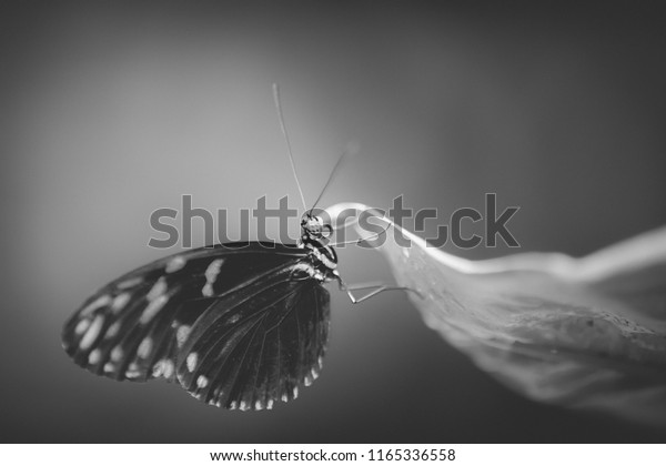 08102018vannes France Orange Black White Butterfly Stock Photo