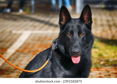 08.11.2023 wroclaw, poland, Police dog with guide policeman at work. - Powered by Shutterstock