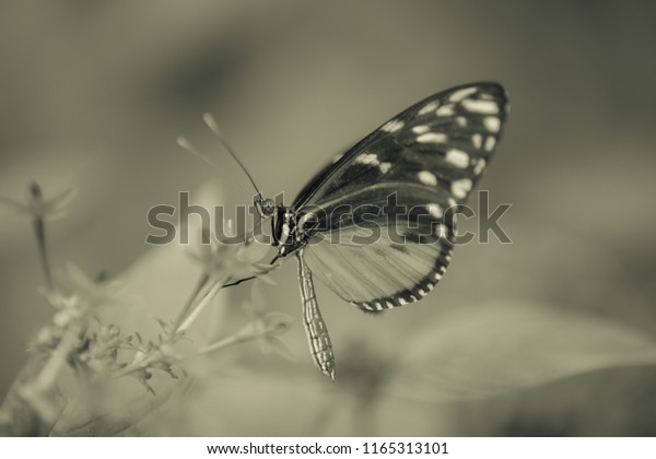 08132018vannes France Black White Orange Butterfly Stock Photo