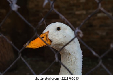 09.10.2022. Kragujevac, Serbia. Domestic Animals In Petting Zoo. Farm Animals In Selective Focus.