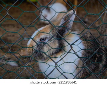 09.10.2022. Kragujevac, Serbia. Domestic Animals In Petting Zoo. Farm Animals In Selective Focus.