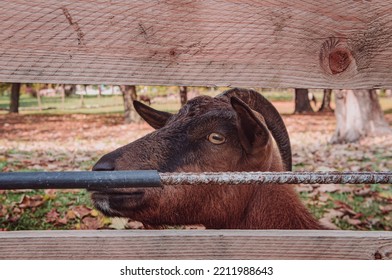 09.10.2022. Kragujevac, Serbia. Domestic Animals In Petting Zoo. Farm Animals In Selective Focus.