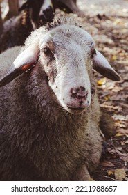 09.10.2022. Kragujevac, Serbia. Domestic Animals In Petting Zoo. Farm Animals In Selective Focus.