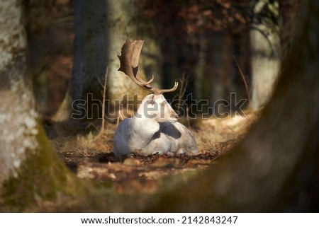 1 albino fallow deer lying by the trees in the forest. Stag (dama dama, Damhirsch) animal with with magnificent antlers and white fur on the ground.