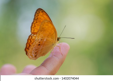 1 Butterfly On The Finger