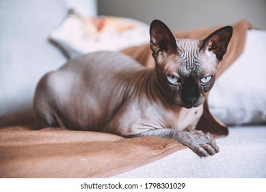1 canadian Sphinx breed is lying on the sofa, cat