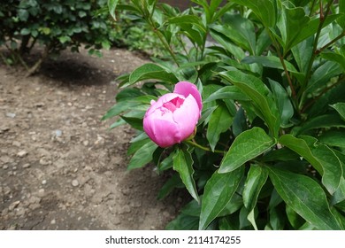 1 Closed Flower Bud Of Pink Peony In Mid May