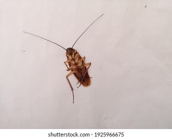 1 cockroach on a white background