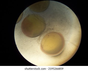 1 Day Old Fish Embryo Seen Using A Microscope