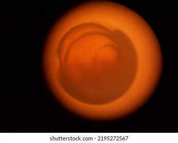 1 Day Old Fish Embryo Seen Using A Microscope