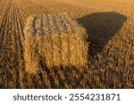 1 golden wheat straw in a field in summer, rectangular stacks of straw that remained after harvest, closeup