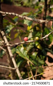 1 Green Coffee Cherry And 1 Red Coffee Cherry On Coffee Tree No Leave And Green Leaves Black Grown.