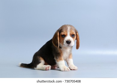 1 Month Pure Breed Beagle Puppy Stock Photo 730705408 | Shutterstock