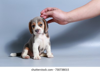 1 month pure breed beagle Puppy on gray screen - Shutterstock ID 730738015