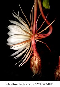 For 1 night only, the exotic Epiphyllum plant blooms! Spent buds witness new buds unfurl their petals with stunning beauty & fragrance. The film Crazy Rich Asians featured this "queen of the night"! 