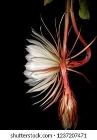 For 1 night only, the exotic Epiphyllum plant blooms! Spent buds witness new buds unfurl their petals with stunning beauty & fragrance. The film Crazy Rich Asians featured this "queen of the night"! 