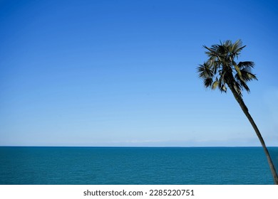 1 one Palm tree hang on background of ocean. tropical island beach. horizon line. Black sea. Batumi, Adjara, Georgia. empty copy space for inscription. clear blue sky. Good weather - Powered by Shutterstock