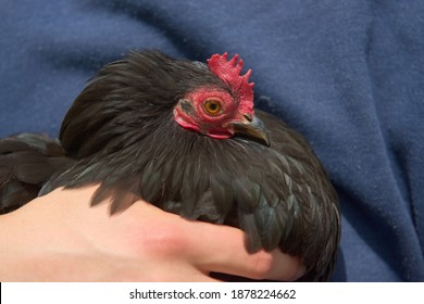 1 - Pet Chicken Owner Holds A Small Black Pekin Bantam Chicken Outdoors In Sunlight. Plain Blue Jumper Background And Youthful Hand In The Foreground