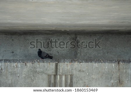 Similar – Image, Stock Photo street bird Animal Facade