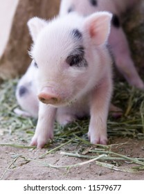 1 Week Old Baby Piglet