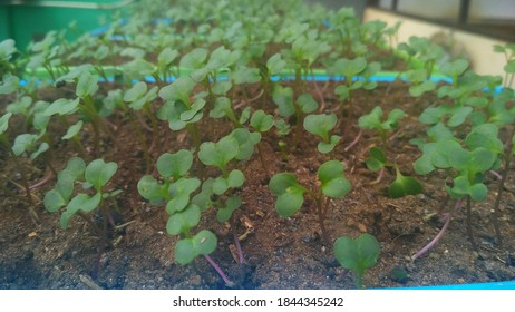 209 Planting Kailan Images, Stock Photos & Vectors | Shutterstock