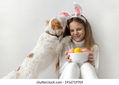 1 White Teenage Girl 10 Years Old In A White Sweater And Jeans, Rabbit Ears, With Pink And Yellow Easter Eggs In Her Hands Against A White Wall, The Dog Licks The Child's Face, Plays