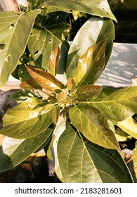 1 Year Old Avocado Plant Seeds Look Fresh During The Day