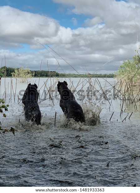 1 Year Old Cane Corso Litter Stock Photo Edit Now 1481933363