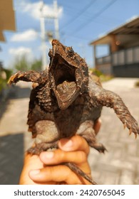 The 10 cm baby alligator snapping turtle already has a sharp beak. It's always open and always ready to bite.
