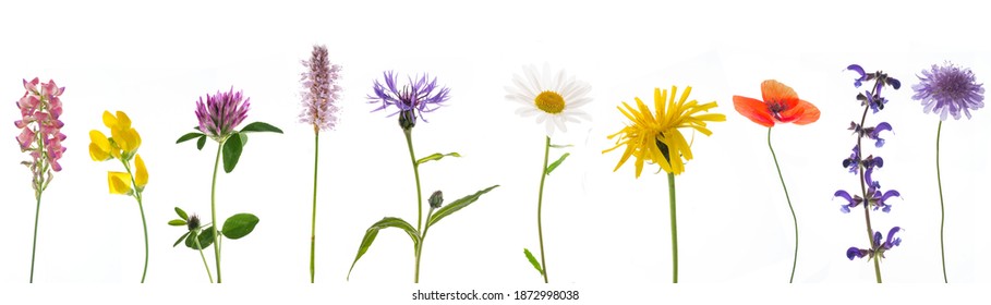 10 Different Colorful Meadow Flowers In A Row Isolated Against A White Background