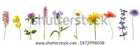 10 different colorful meadow flowers in a row isolated against a white background