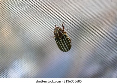 10 Lined June Beetle On A Screen