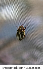 10 Lined June Beetle On A Screen