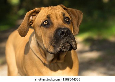 10 months young boerboel or South African Mastiff pup seen from the front close up in a forrest setting