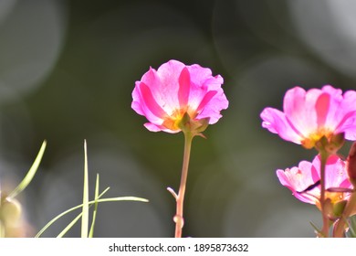Flower That Blooms At 10 O Clock Images Stock Photos Vectors Shutterstock