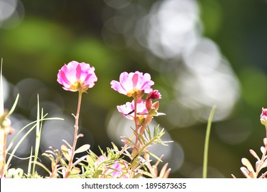 Flower That Blooms At 10 O Clock Images Stock Photos Vectors Shutterstock