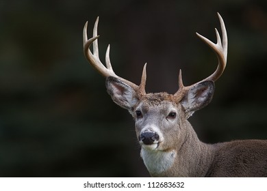 10 Point Buck; Whitetail Deer Portrait Isolated On A Dark Natural Background; White Tail / White-tail / Whitetailed / White Tailed / White-tailed